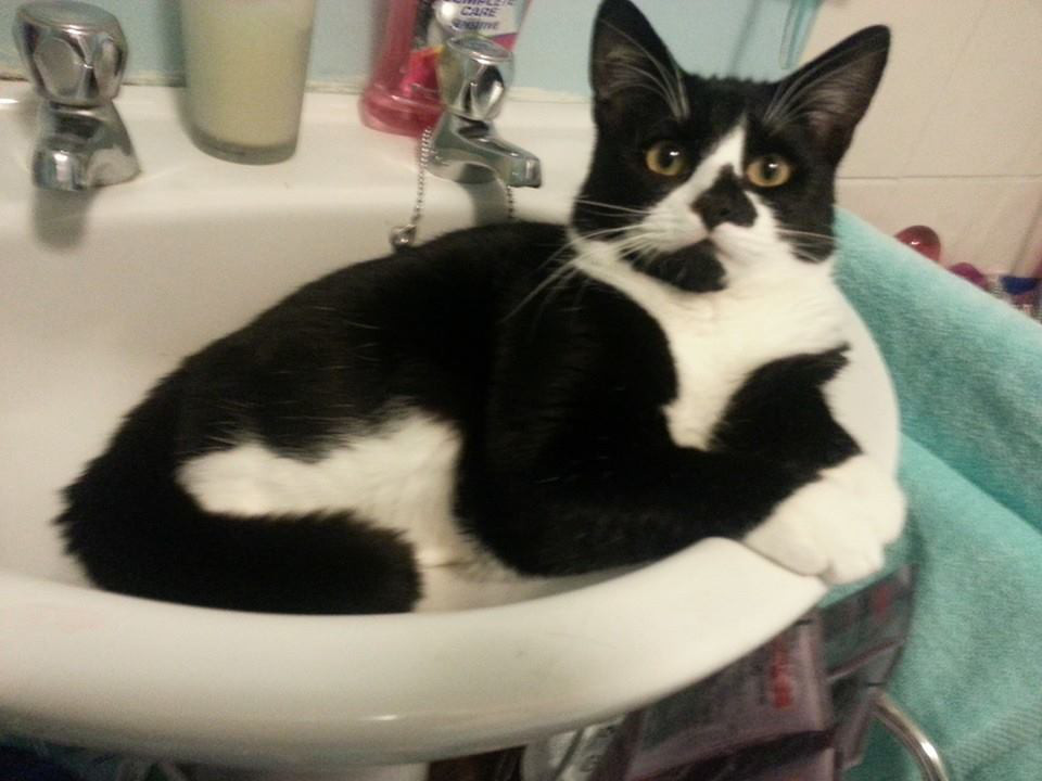 A cat in a bathroom sink